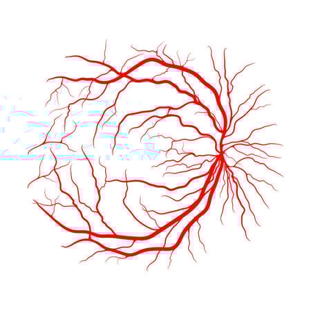 Retinal blood supply evaluation retinal ganglion cells vascularization
