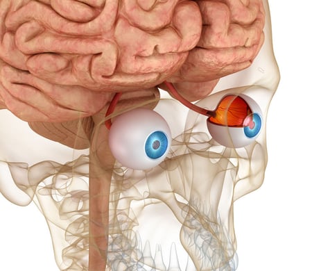 Retina Extension of the Brain Restore Vision Clinic 