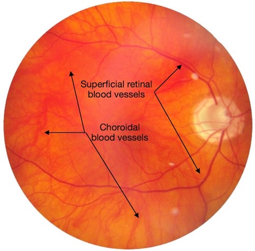 Retinal Blood Supply retinal cells oxygenation retinal vessels