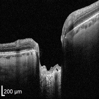 Importe - 1 von 1 (6)