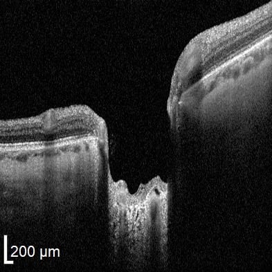 Importe - 1 von 1 (6)