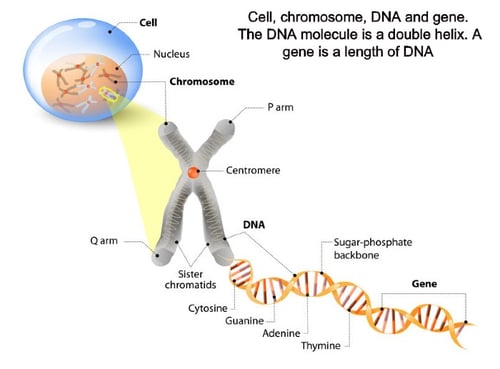 Leber Congenital Amaurosis Genetic Testing Autosomal Recessive Fedorov Therapy