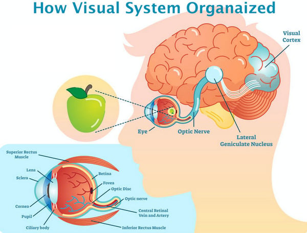 Retina Optic Nerve Visual Cortex Fedorov Restore Vision Clinic