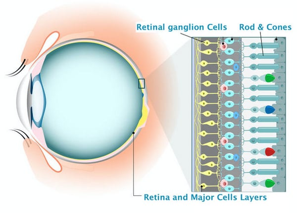 Retina and retinal cells Ganglion cells regeneration