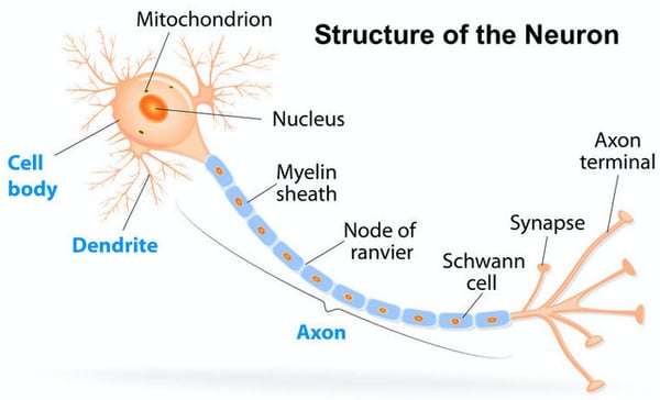 Retinal Ganglion Cells Axons Fedorov Restore Vision Clinic 