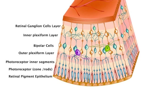 Retinal cells function Fedorov Restore Vision Clinic