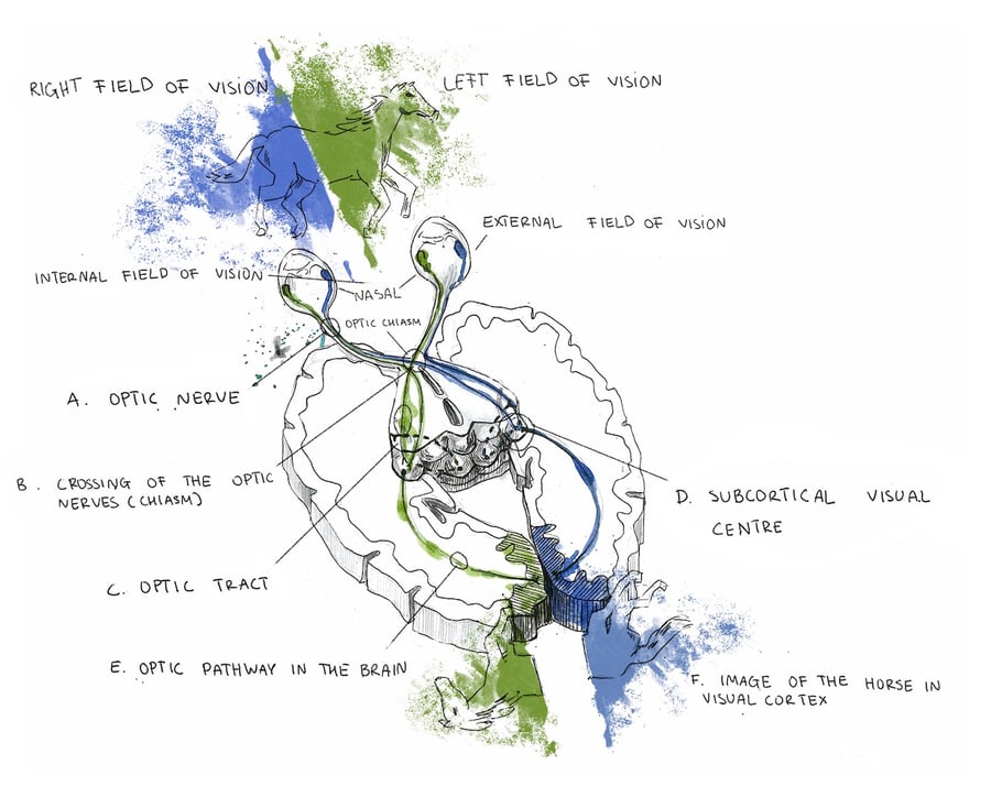 Visual System Structures What is optic nerves and why is it so essential to our eyesight?